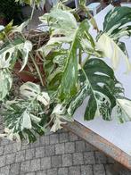 Monstera variegata met vrucht, Tuin en Terras, Planten | Tuinplanten, Ophalen