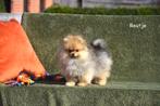 Prachtige Pomeranian pupjes, Dieren en Toebehoren, Honden | Poolhonden, Keeshonden en Oertypen, België, Keeshond, CDV (hondenziekte)