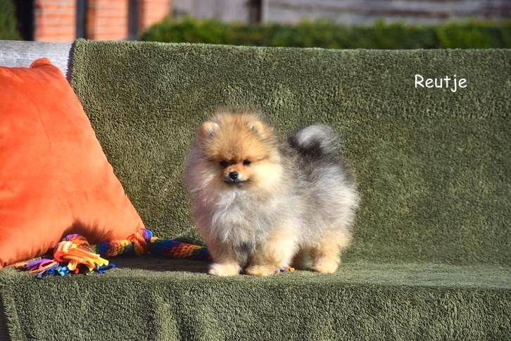 Prachtige Pomeranian pupjes, Dieren en Toebehoren, Honden | Poolhonden, Keeshonden en Oertypen, Meerdere dieren, Keeshond, Fokker | Professioneel