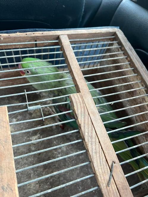 Alexander pop, Dieren en Toebehoren, Vogels | Parkieten en Papegaaien, Parkiet
