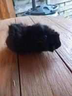 Mooi gitzwart cavia beertje, Dieren en Toebehoren, Knaagdieren, Mei, Cavia