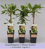 ACTIE: 1 KIWIBES "ISSAÏ" + 1 KIWIBES "VITIKIWI"= 15€ PER DUO, Tuin en Terras, Planten | Tuinplanten, Zomer, Vaste plant, Fruitplanten