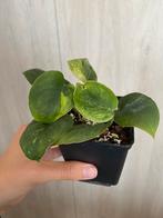 Scindapsus jade satin aurea variegata, Huis en Inrichting, Overige soorten, In pot, Minder dan 100 cm, Groene kamerplant