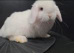 Infirmière Minilop, Animaux & Accessoires, Lapins, Femelle, Nain, Oreilles tombantes, 0 à 2 ans