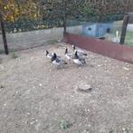 ganzen brandgans, Gans of Zwaan