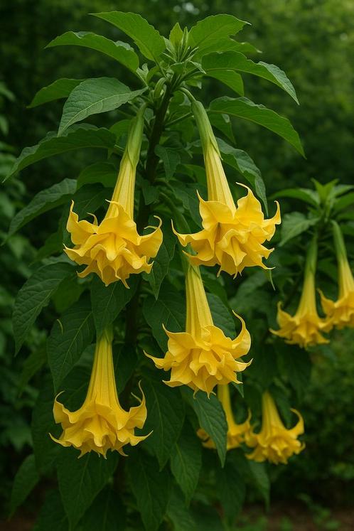 Bugmansia stekken dubbele gele bloem incl kunststof pot, Tuin en Terras, Planten | Tuinplanten, Zomer, Ophalen