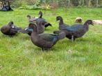 Muskuseenden zwart, Dieren en Toebehoren, Pluimvee, Meerdere dieren, Eend
