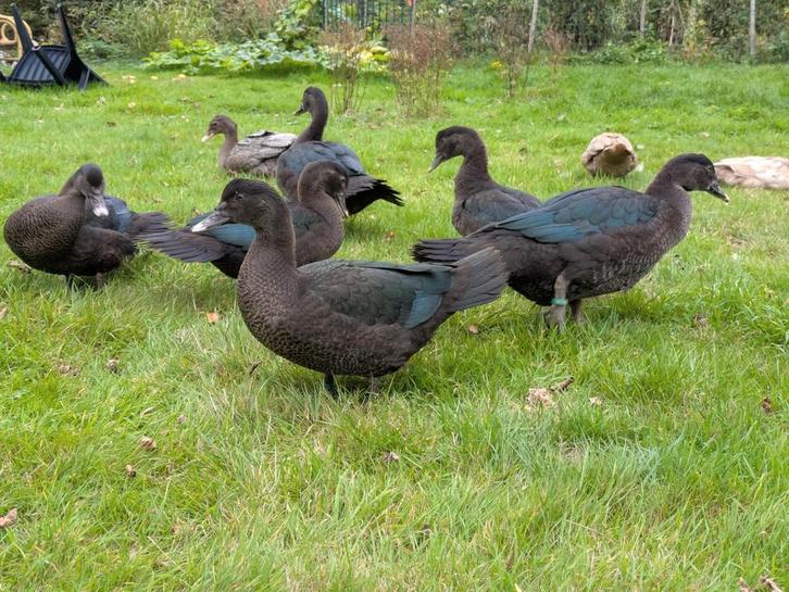 Muskuseenden zwart, Dieren en Toebehoren, Pluimvee, Eend, Meerdere dieren