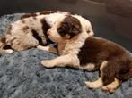 Border Collie pups, Dieren en Toebehoren, België, 8 tot 15 weken, Collie, Meerdere