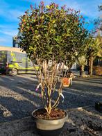 Photinia 'Carre Rouge' meerstam, Ophalen