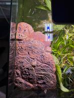 Exo Terra Turtle Bank (medium), Dieren en Toebehoren, Ophalen, Zo goed als nieuw