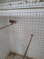 Haakbek, Meerdere dieren, Wildzangvogel, Geringd