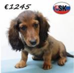 Langharige Teckel reutjes - te koop, Dieren en Toebehoren, Honden | Teckels en Dashonden, 15 weken tot 1 jaar, Buitenland, CDV (hondenziekte)