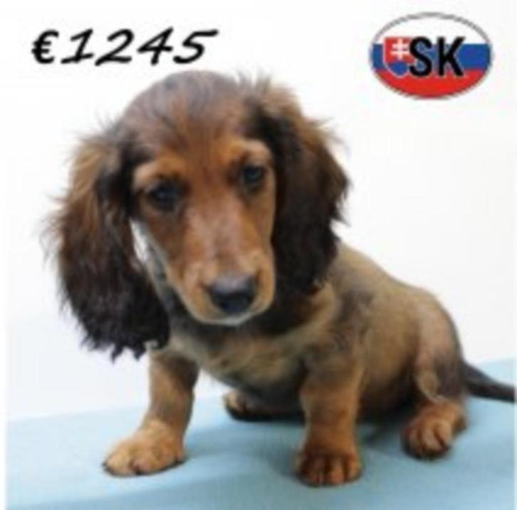 Langharige Teckel reutjes - te koop, Dieren en Toebehoren, Honden | Teckels en Dashonden, Reu, Langhaar, Dwerg, Handelaar, Meerdere