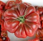 Biologische tomatenplanten (veel verschillende soorten), Tuin en Terras, Planten | Tuinplanten, Ophalen