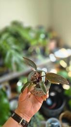 Philodendron pink princess, Ophalen