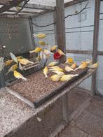 Kanaries, Dieren en Toebehoren, Vogels | Kanaries, Vrouwelijk, Zangkanarie