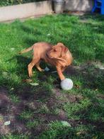 Lieve stoere Amerikaanse stafford pups te koop, Dieren en Toebehoren, België, CDV (hondenziekte), 8 tot 15 weken, American Staffordshire Terriër
