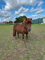 Pieterke - shetlander - Weidemaatje, Dieren en Toebehoren, Paarden, Ruin
