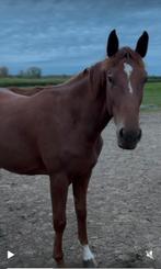 3 jaarse merrie, Dieren en Toebehoren, Paarden, Merrie, Springpaard, Gechipt, 3 tot 6 jaar