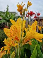Canna Tenerife  10€ per bundel, Tuin en Terras, Volle zon, Vaste plant, Zomer, Ophalen