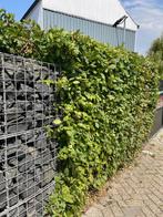 GRATIS  bomen op te halen, Tuin en Terras, Planten | Bomen, Ophalen