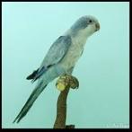 Alle soorten parkieten gezocht!, Dieren en Toebehoren, Vogels | Parkieten en Papegaaien