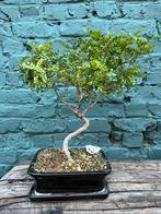 Bonsai, Tuin en Terras, Ophalen