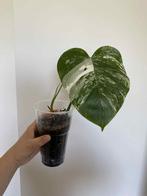 Monstera Deliciosa Variegata nr1, Huis en Inrichting, Kamerplanten, Ophalen of Verzenden
