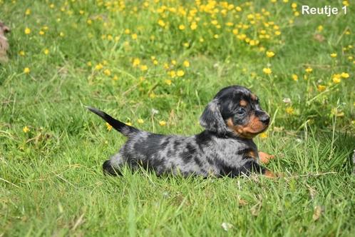 Prachtige Teckel pups, Dieren en Toebehoren, Honden | Teckels en Dashonden, Meerdere dieren, Korthaar, Dwerg, Fokker | Professioneel