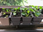 2 x pannenkoekenplant, Overige soorten, Minder dan 100 cm, Halfschaduw, Bloeiende kamerplant