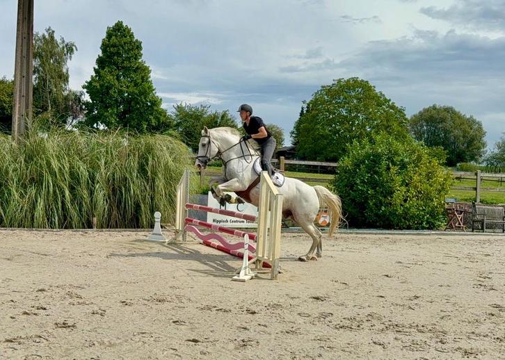 Zeer goede thuis gezocht, Dieren en Toebehoren, Paarden, Ruin, M, 165 tot 170 cm, 11 jaar of ouder, Springpaard