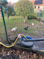 Gratis 5 haantjes af te halen, Dieren en Toebehoren, Pluimvee