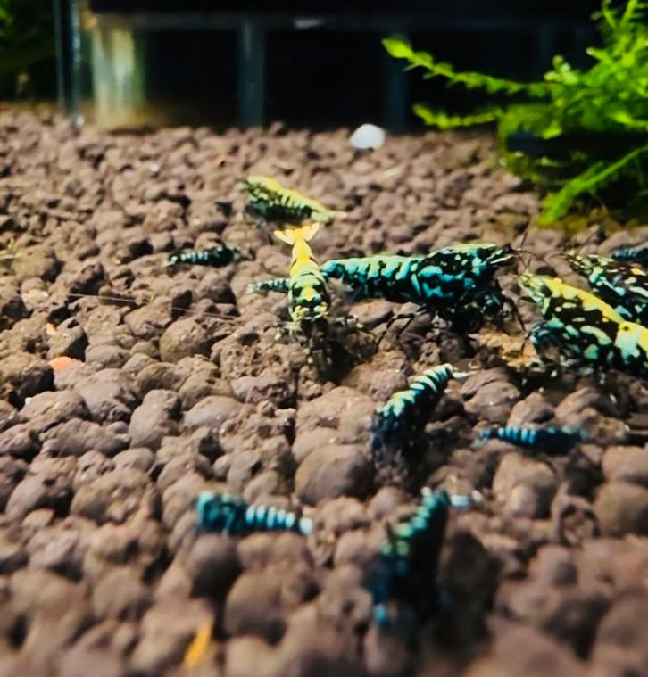 Galaxy snowflake's, Dieren en Toebehoren, Vissen | Aquariumvissen