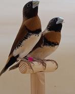 koppel bruinborstrietvinken, Dieren en Toebehoren, Vogels | Overige Vogels, Meerdere dieren, Tropenvogel, Tam