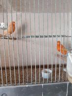 kanaries, Dieren en Toebehoren, Vogels | Kanaries, Zangkanarie