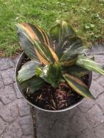 Kaempferia variegata siergember, Tuin en Terras, Ophalen