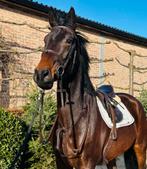 Veelbelovende, werkwillige ruin met talent!, Dieren en Toebehoren, Paarden, Ruin, Zadelmak