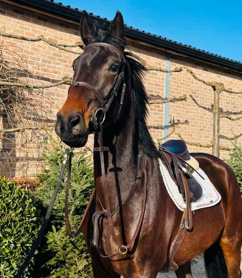 Veelbelovende, werkwillige ruin met talent!, Dieren en Toebehoren, Paarden, Ruin, Zadelmak
