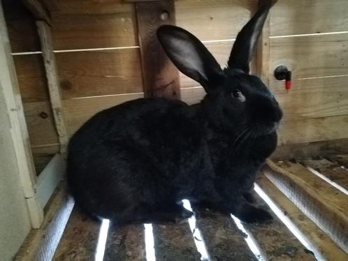 Voedsterkonijn met 8 jongen, Dieren en Toebehoren, Konijnen, Middelgroot, Vrouwelijk, 0 tot 2 jaar