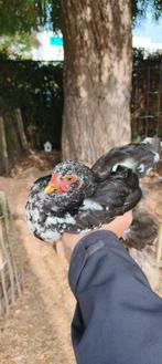Brahma's zwart wit gepareld, Dieren en Toebehoren, Pluimvee, Mannelijk, Kip