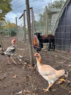 3 indio gigante hennen te koop, Dieren en Toebehoren, Vrouwelijk, Kip