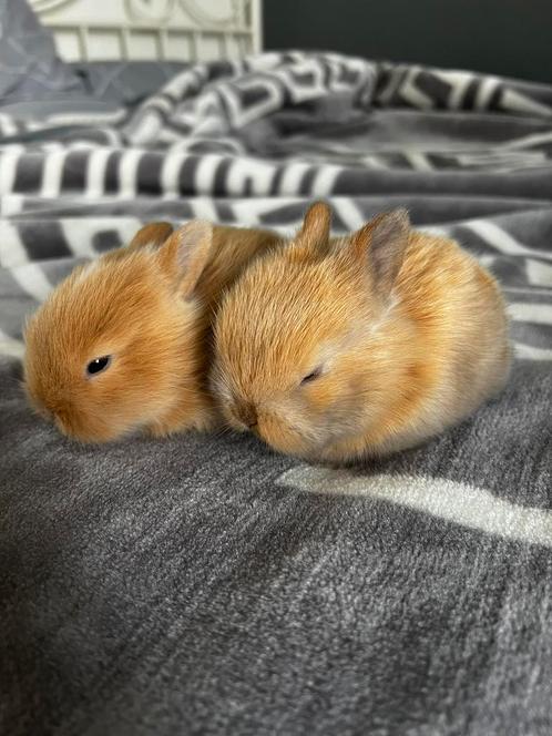 Dwergkonijntjes, Dieren en Toebehoren, Konijnen, Klein, Geslacht onbekend, 0 tot 2 jaar, Hangoor