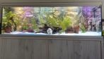 Aquarium 800L, Dieren en Toebehoren, Ophalen, Gebruikt, Gevuld zoetwateraquarium