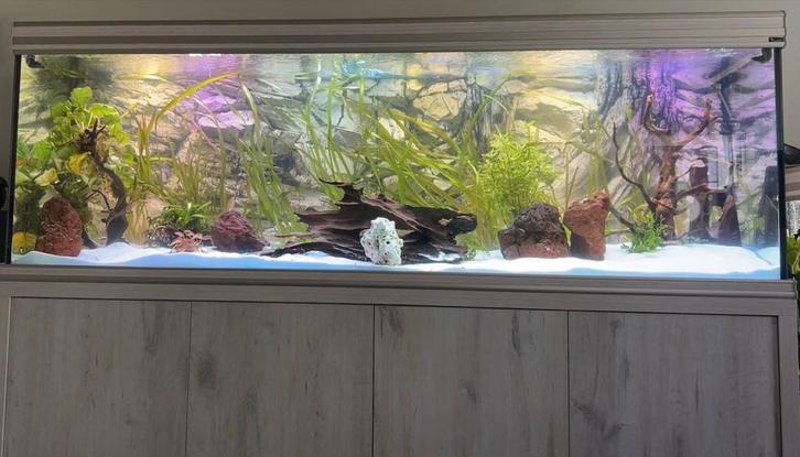 Aquarium 800L, Dieren en Toebehoren, Vissen | Aquaria en Toebehoren, Gebruikt, Gevuld zoetwateraquarium, Ophalen