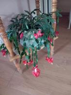 Kerstcactus, Diversen, Ophalen