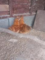 2 zijdehoentjes, Dieren en Toebehoren, Pluimvee, Geslacht onbekend, Kip