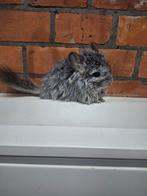 Jonge chinchilla's, kleurtjes, heel tam., Dieren en Toebehoren, Knaagdieren, September, Chinchilla, Tam