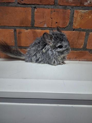 Jonge chinchilla's, kleurtjes, heel tam. beschikbaar voor biedingen