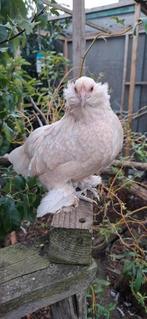 Ukkelse baardkriel toom, Dieren en Toebehoren, Pluimvee